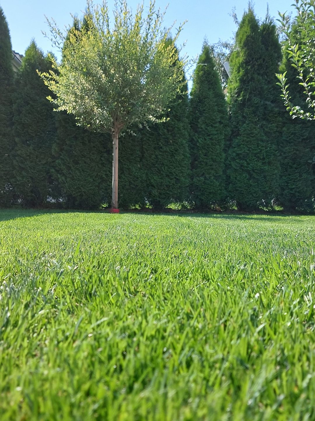 servicii gazon bucuresti